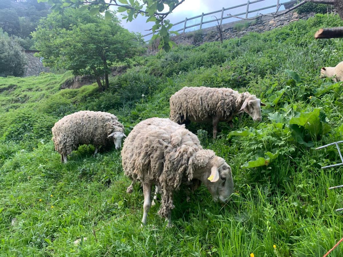 Maians - Peu Del Riu 122 - Vall D'Incles - Soldeu المظهر الخارجي الصورة